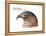 Head of Hook-Billed Kite (Chondrohierax Uncinatus), Birds-Encyclopaedia Britannica-Framed Stretched Canvas
