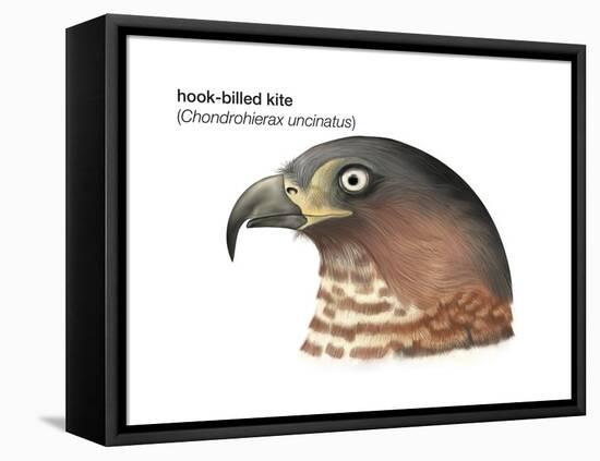 Head of Hook-Billed Kite (Chondrohierax Uncinatus), Birds-Encyclopaedia Britannica-Framed Stretched Canvas