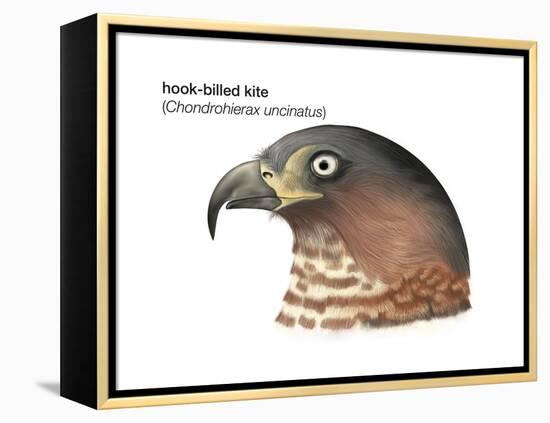 Head of Hook-Billed Kite (Chondrohierax Uncinatus), Birds-Encyclopaedia Britannica-Framed Stretched Canvas