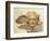 Head of Hypnos, or Sleep, an Auxiliary of Hades, Represented as a Winged Youth-null-Framed Giclee Print