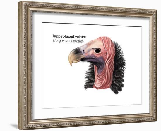 Head of Lappet-Faced Vulture (Torgos Tracheliotus), Birds-Encyclopaedia Britannica-Framed Art Print