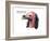 Head of Lappet-Faced Vulture (Torgos Tracheliotus), Birds-Encyclopaedia Britannica-Framed Art Print