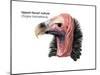 Head of Lappet-Faced Vulture (Torgos Tracheliotus), Birds-Encyclopaedia Britannica-Mounted Art Print