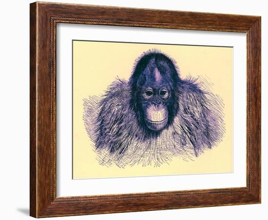 Head of Orang, Illustration from 'The Royal Natural History', Published 1896-English-Framed Giclee Print