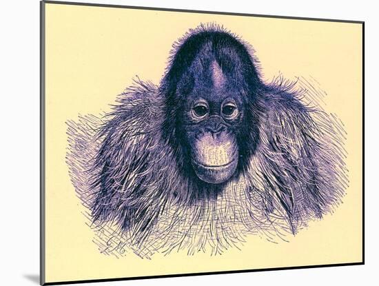 Head of Orang, Illustration from 'The Royal Natural History', Published 1896-English-Mounted Giclee Print