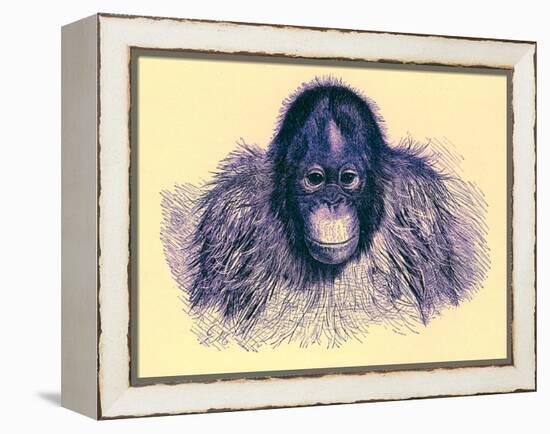 Head of Orang, Illustration from 'The Royal Natural History', Published 1896-English-Framed Premier Image Canvas