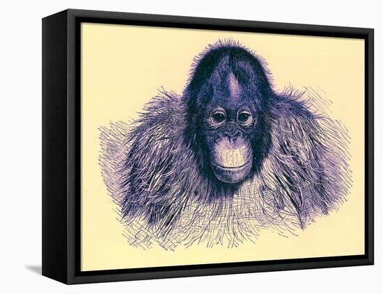 Head of Orang, Illustration from 'The Royal Natural History', Published 1896-English-Framed Premier Image Canvas