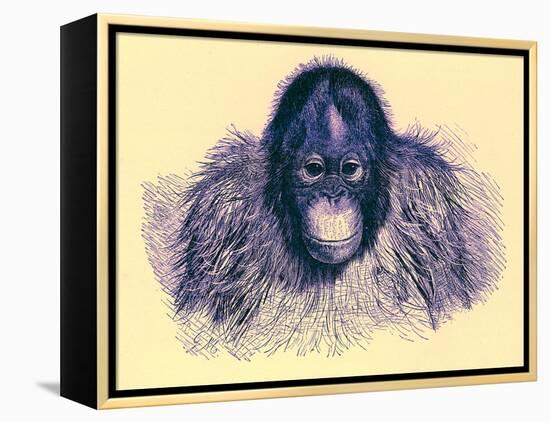 Head of Orang, Illustration from 'The Royal Natural History', Published 1896-English-Framed Premier Image Canvas