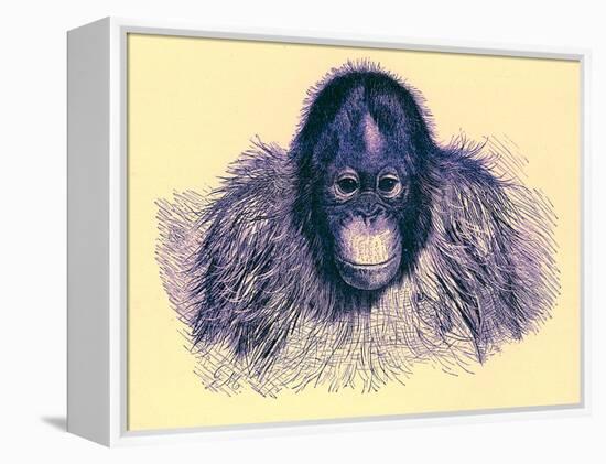 Head of Orang, Illustration from 'The Royal Natural History', Published 1896-English-Framed Premier Image Canvas