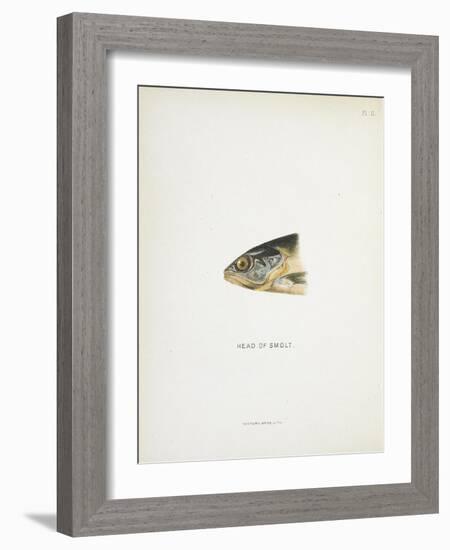 Head Of Smolt. a Fish Head-Fraser Sandeman-Framed Giclee Print