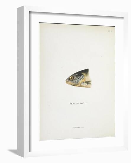 Head Of Smolt. a Fish Head-Fraser Sandeman-Framed Giclee Print