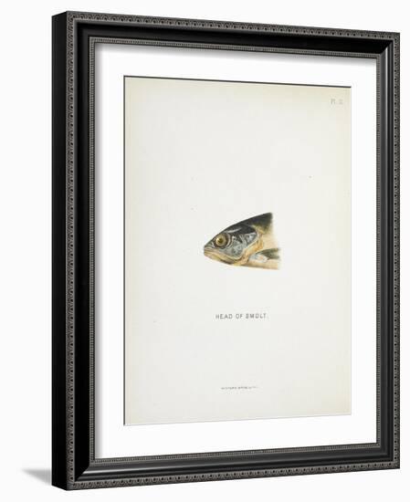 Head Of Smolt. a Fish Head-Fraser Sandeman-Framed Giclee Print