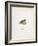 Head Of Smolt. a Fish Head-Fraser Sandeman-Framed Giclee Print