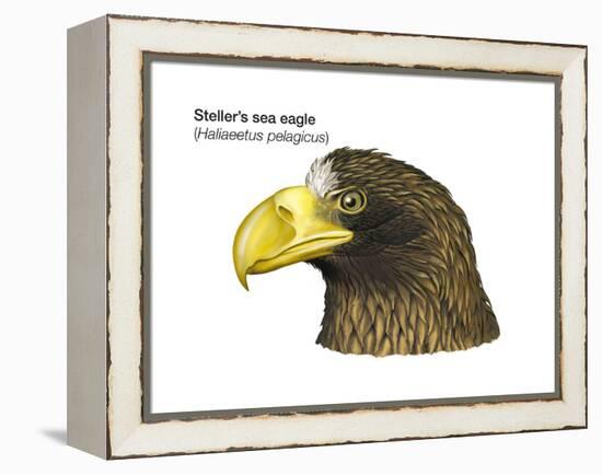 Head of Steller's Sea Eagle (Haliaeetus Pelagicus), Birds-Encyclopaedia Britannica-Framed Stretched Canvas