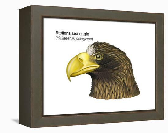 Head of Steller's Sea Eagle (Haliaeetus Pelagicus), Birds-Encyclopaedia Britannica-Framed Stretched Canvas