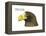 Head of Steller's Sea Eagle (Haliaeetus Pelagicus), Birds-Encyclopaedia Britannica-Framed Stretched Canvas