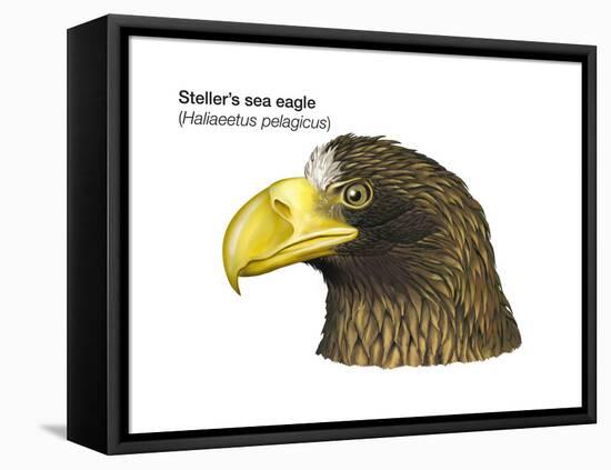 Head of Steller's Sea Eagle (Haliaeetus Pelagicus), Birds-Encyclopaedia Britannica-Framed Stretched Canvas