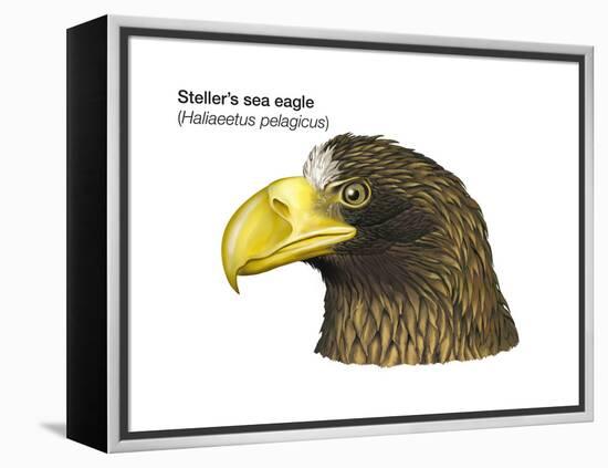 Head of Steller's Sea Eagle (Haliaeetus Pelagicus), Birds-Encyclopaedia Britannica-Framed Stretched Canvas