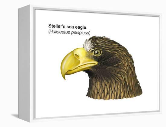 Head of Steller's Sea Eagle (Haliaeetus Pelagicus), Birds-Encyclopaedia Britannica-Framed Stretched Canvas