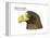 Head of Steller's Sea Eagle (Haliaeetus Pelagicus), Birds-Encyclopaedia Britannica-Framed Stretched Canvas