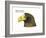 Head of Steller's Sea Eagle (Haliaeetus Pelagicus), Birds-Encyclopaedia Britannica-Framed Art Print