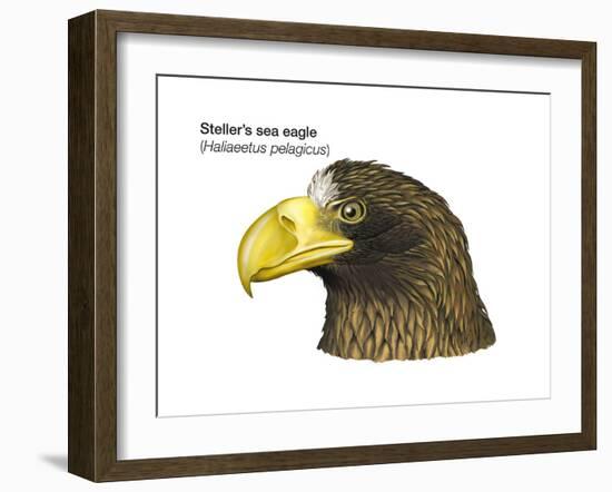 Head of Steller's Sea Eagle (Haliaeetus Pelagicus), Birds-Encyclopaedia Britannica-Framed Art Print