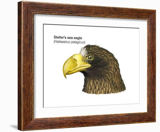 Head of Steller's Sea Eagle (Haliaeetus Pelagicus), Birds-Encyclopaedia Britannica-Framed Art Print