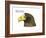 Head of Steller's Sea Eagle (Haliaeetus Pelagicus), Birds-Encyclopaedia Britannica-Framed Art Print