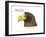 Head of Steller's Sea Eagle (Haliaeetus Pelagicus), Birds-Encyclopaedia Britannica-Framed Art Print