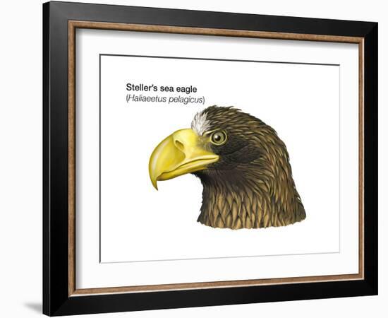 Head of Steller's Sea Eagle (Haliaeetus Pelagicus), Birds-Encyclopaedia Britannica-Framed Art Print