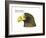 Head of Steller's Sea Eagle (Haliaeetus Pelagicus), Birds-Encyclopaedia Britannica-Framed Art Print