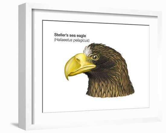 Head of Steller's Sea Eagle (Haliaeetus Pelagicus), Birds-Encyclopaedia Britannica-Framed Art Print