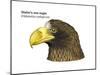 Head of Steller's Sea Eagle (Haliaeetus Pelagicus), Birds-Encyclopaedia Britannica-Mounted Art Print