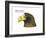 Head of Steller's Sea Eagle (Haliaeetus Pelagicus), Birds-Encyclopaedia Britannica-Framed Art Print