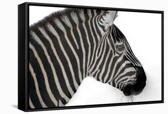 Head Of Zebra-Andre Villeneuve-Framed Premier Image Canvas