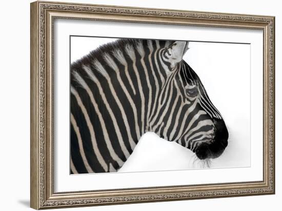 Head Of Zebra-Andre Villeneuve-Framed Photographic Print