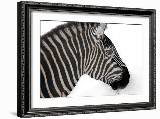 Head Of Zebra-Andre Villeneuve-Framed Photographic Print