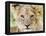 Head on Shot of Lion Cub Looking at Camera, Masai Mara Game Reserve, Kenya, East Africa, Africa-James Hager-Framed Premier Image Canvas