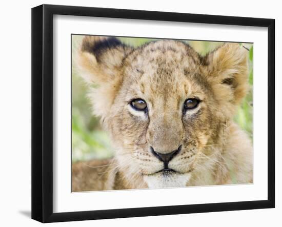 Head on Shot of Lion Cub Looking at Camera, Masai Mara Game Reserve, Kenya, East Africa, Africa-James Hager-Framed Photographic Print