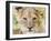 Head on Shot of Lion Cub Looking at Camera, Masai Mara Game Reserve, Kenya, East Africa, Africa-James Hager-Framed Photographic Print