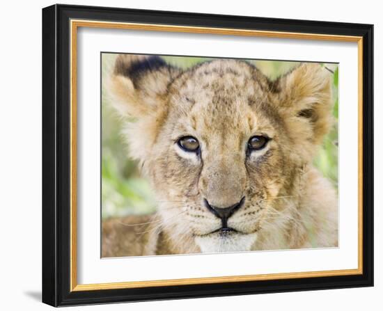 Head on Shot of Lion Cub Looking at Camera, Masai Mara Game Reserve, Kenya, East Africa, Africa-James Hager-Framed Photographic Print