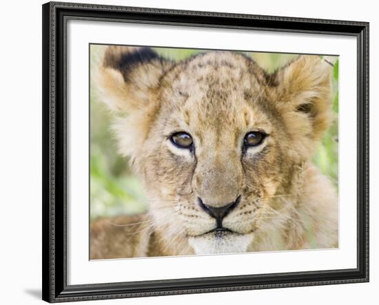 Head on Shot of Lion Cub Looking at Camera, Masai Mara Game Reserve, Kenya, East Africa, Africa-James Hager-Framed Photographic Print