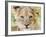 Head on Shot of Lion Cub Looking at Camera, Masai Mara Game Reserve, Kenya, East Africa, Africa-James Hager-Framed Photographic Print