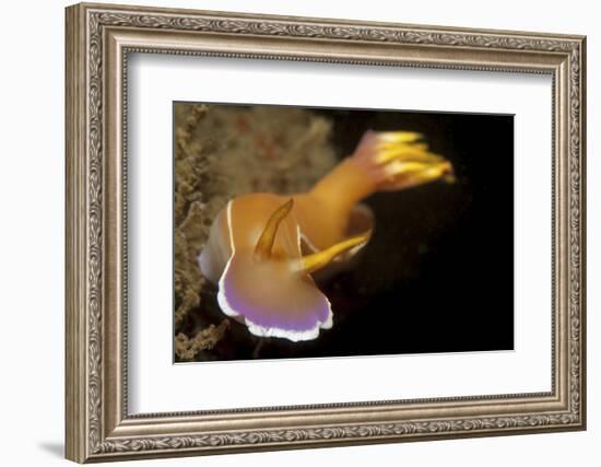 Head on View of Hypselodoris Bullockii Nudibranch-Stocktrek Images-Framed Photographic Print