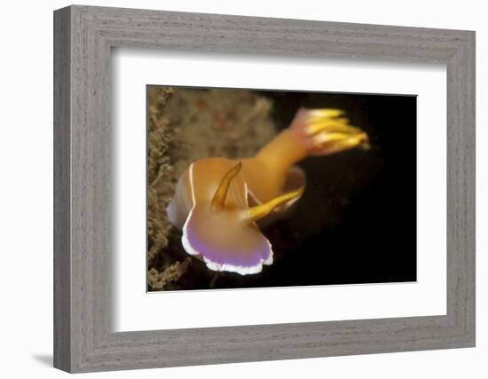 Head on View of Hypselodoris Bullockii Nudibranch-Stocktrek Images-Framed Photographic Print