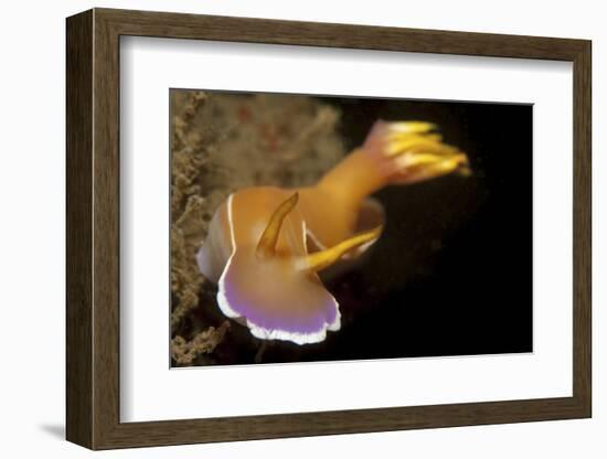 Head on View of Hypselodoris Bullockii Nudibranch-Stocktrek Images-Framed Photographic Print