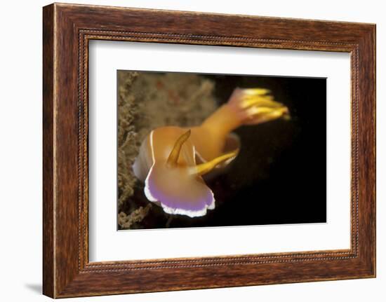 Head on View of Hypselodoris Bullockii Nudibranch-Stocktrek Images-Framed Photographic Print