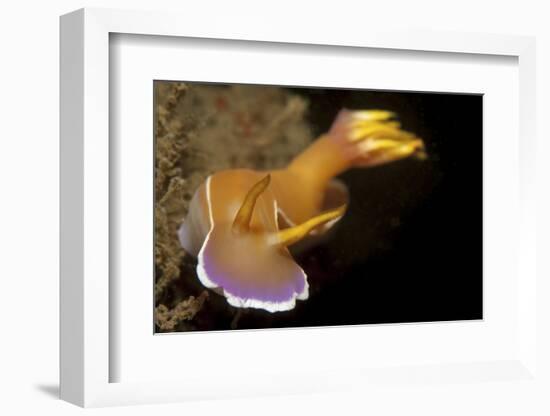 Head on View of Hypselodoris Bullockii Nudibranch-Stocktrek Images-Framed Photographic Print