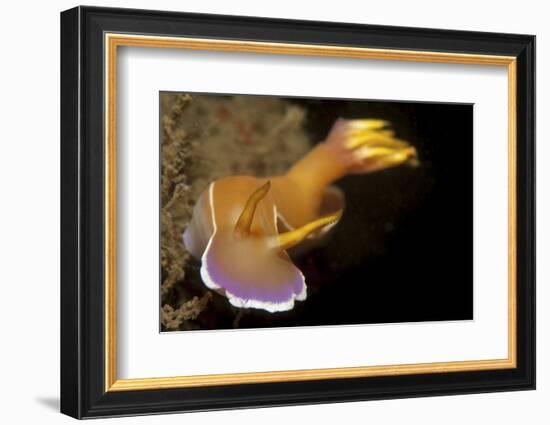 Head on View of Hypselodoris Bullockii Nudibranch-Stocktrek Images-Framed Photographic Print