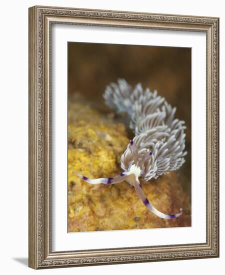 Head on View Showing Cerata on an Aeolid Nudibranch-Stocktrek Images-Framed Photographic Print